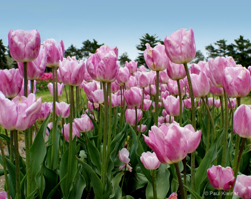 Pink  Tulip Field