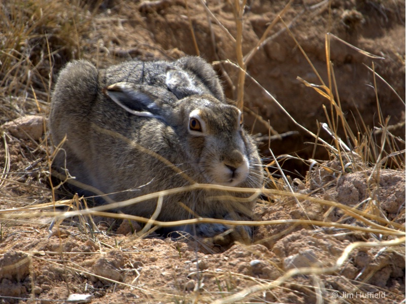 Another Rabbit!!