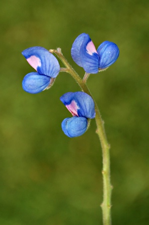 ~Bluebonnet Blossoms~