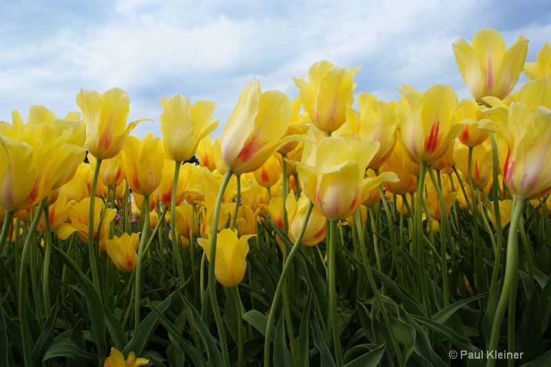 Yellow Tulips Swaying in the Breeze