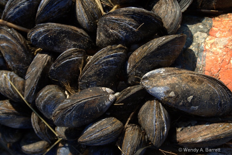 mussels - ID: 10119140 © Wendy A. Barrett