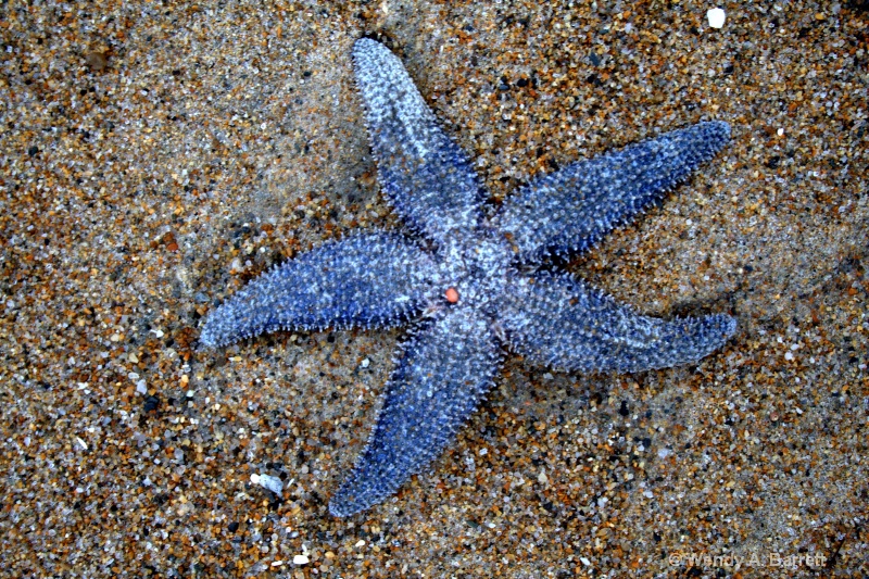 Starfish - ID: 10119171 © Wendy A. Barrett