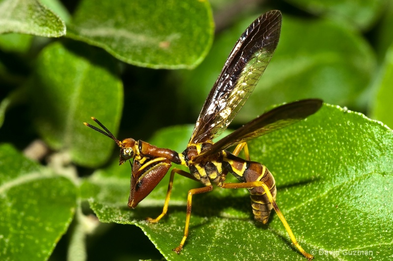 wasp mantidfly