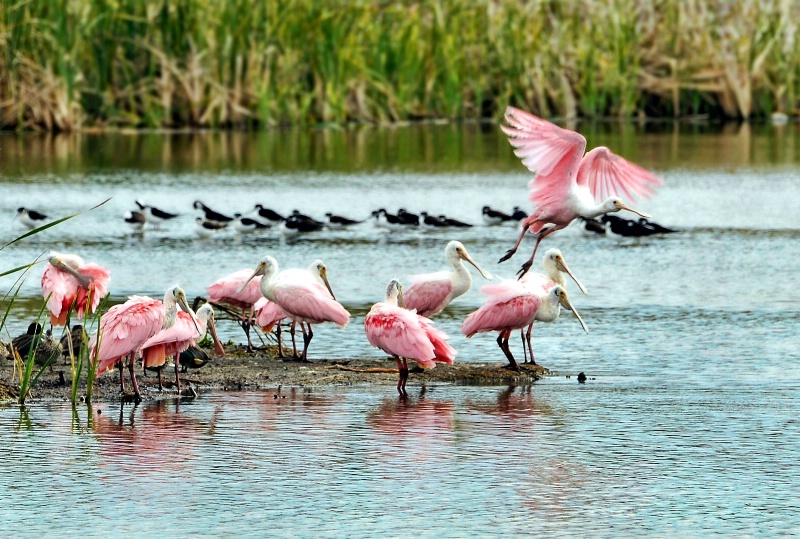 Spoonbill Central