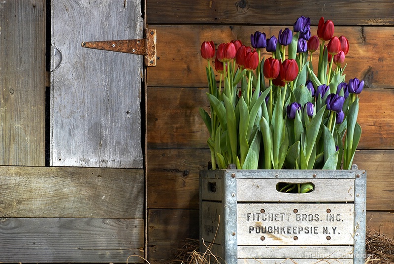 Farm Flowers