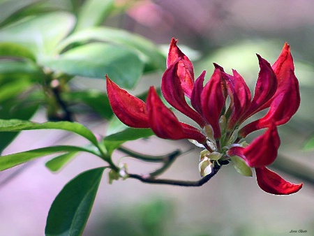 Wild Azalea