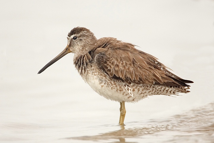 Dowitcher in the Fog