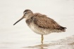 Dowitcher in the ...