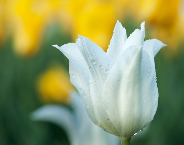 White tulip 
