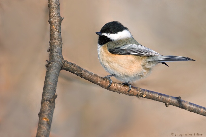 Black-capped Chickadee - ID: 10121594 © Jacqueline A. Tilles