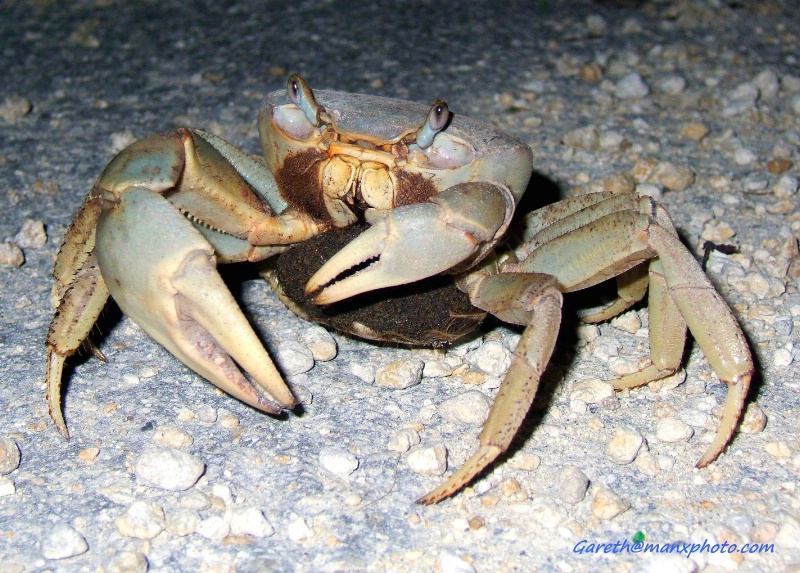 Land Crab with eggs