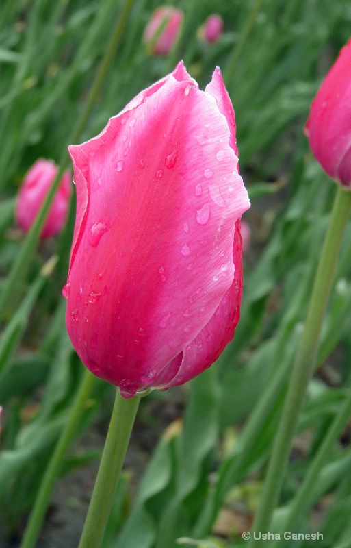 Rained-On Pink Tulip