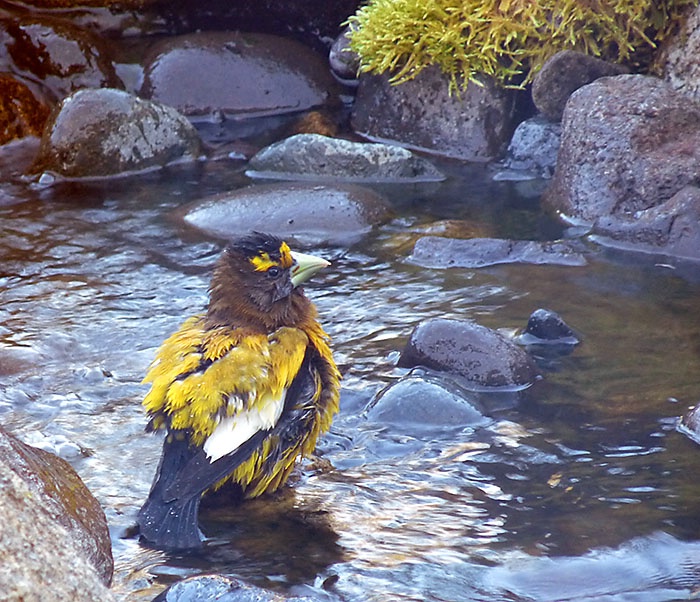 Evening Grosbeak Bathing - ID: 10122896 © John Tubbs
