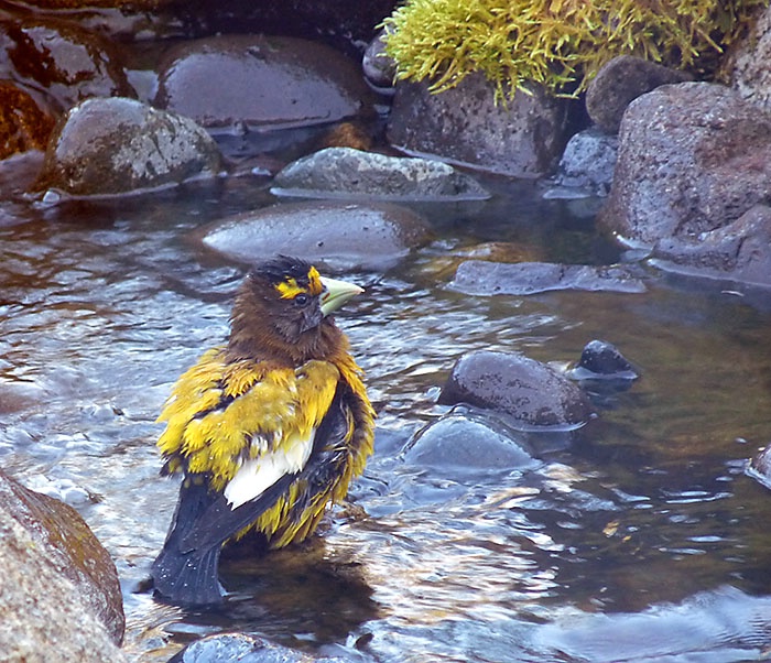 Evening Grosbeak Bathing