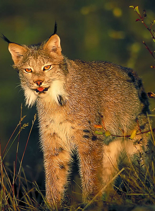 Canadian Lynx - ID: 10123100 © Kathy Salerni