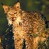 2Canadian Lynx - ID: 10123100 © Kathy Salerni