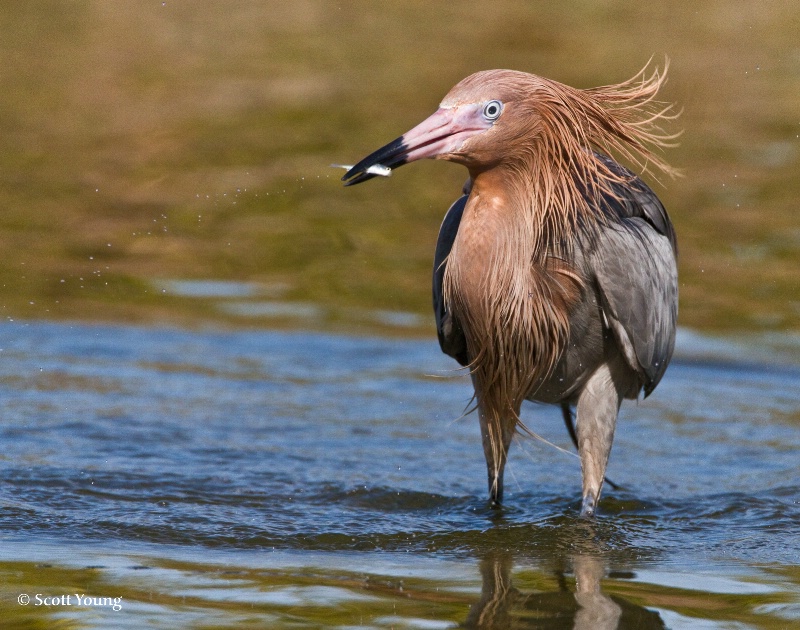 Reddish Egret With Fish, Fort De Soto, Fla.