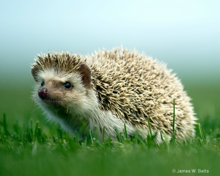 Baby porcupine