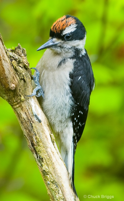 Downy Woodpecker