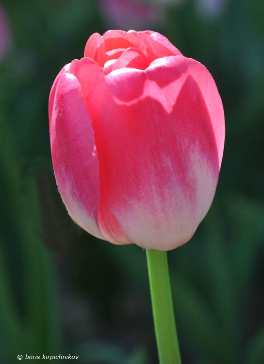 tulips-11