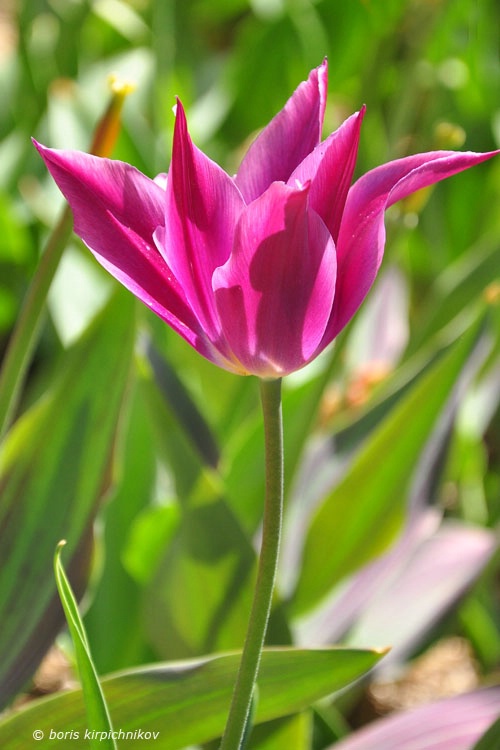 tulips_12