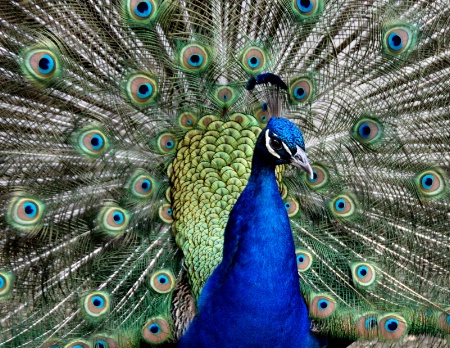 Peacock