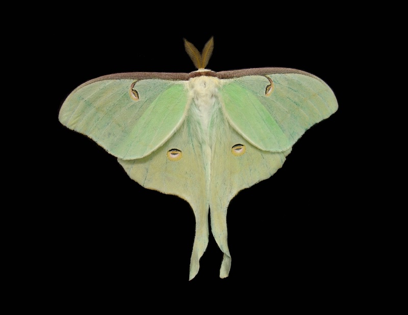 Huge Moth - ID: 10132073 © Theresa Marie Jones