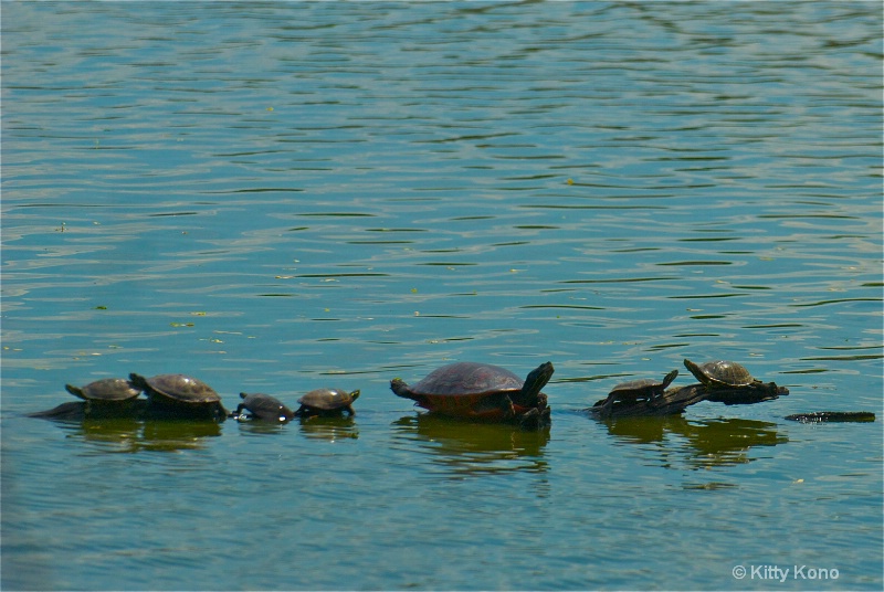Seven Turtles
