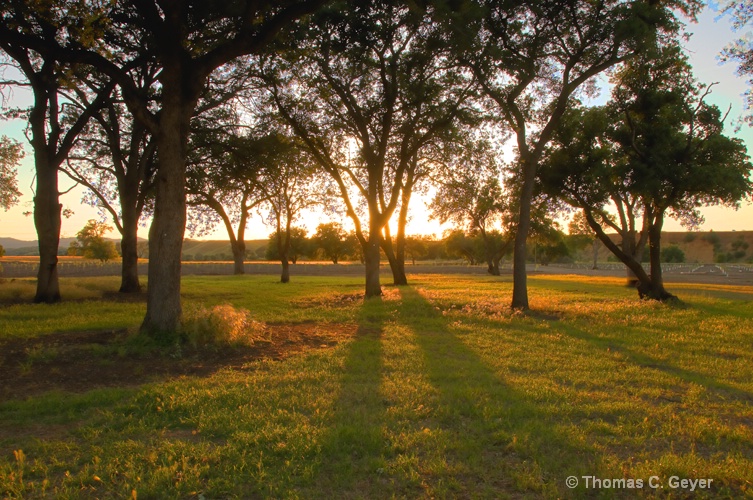 Oak Trees - ID: 10133120 © Thomas C. Geyer