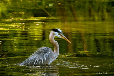 Great Blue Heron