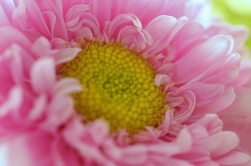 Pink and Fluffy