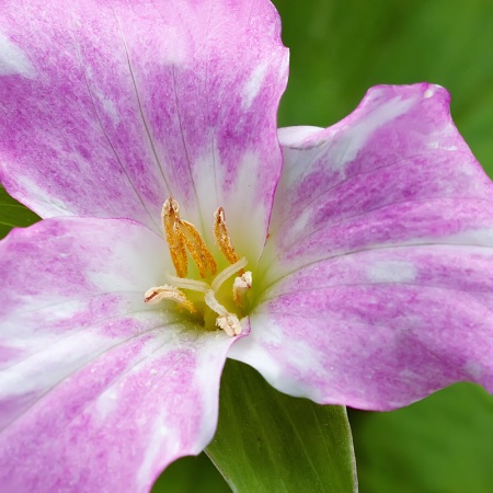 Pink and White Trillium