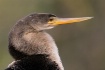 Anhinga