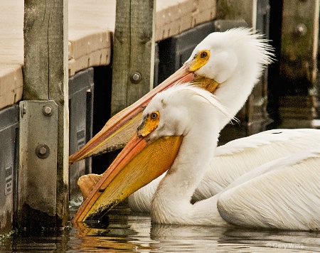 Fishing At The Pier