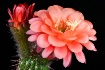 Blossom for a Day