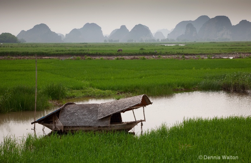 vietnam rice fields