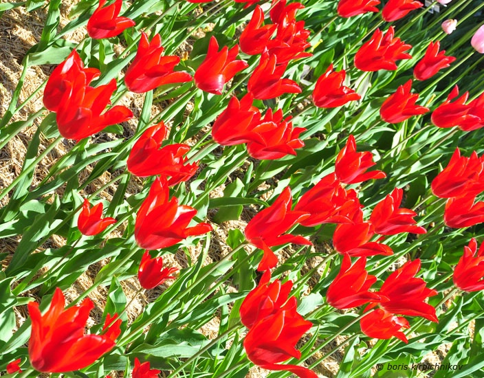 tulips_13