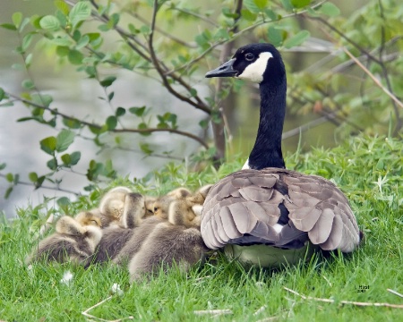 Goslings at Rest