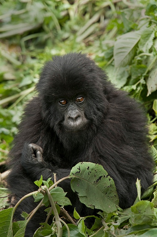 Baby Gorilla in Volcanoes National Park, Rwan