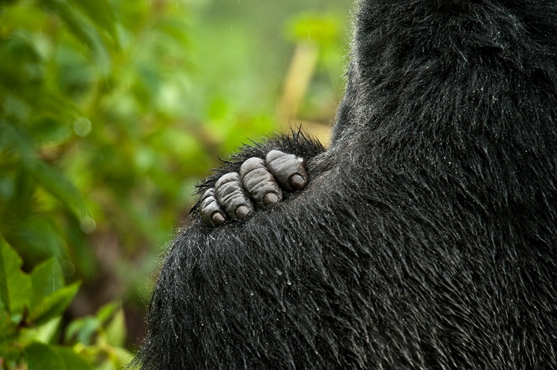 Gorilla Hand In The Rain