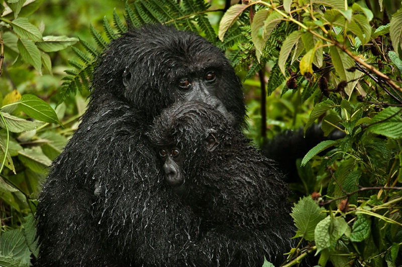Mother and Baby Gorilla in The Rain