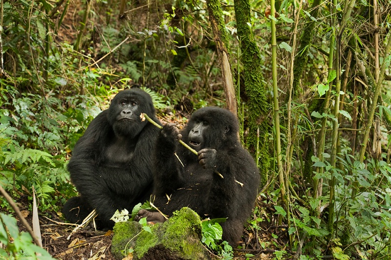 Young Gorillas Enjoying Lunch