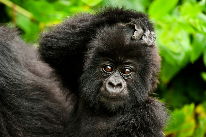 Contemplative Baby Gorilla