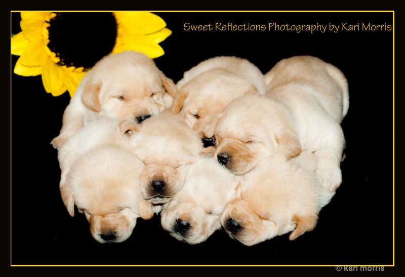 Seven Golden Babies