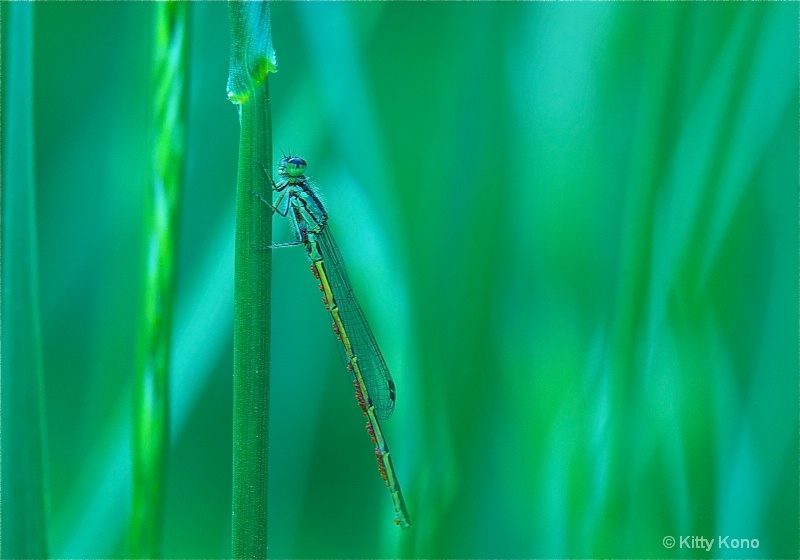 damsel fly with many mites