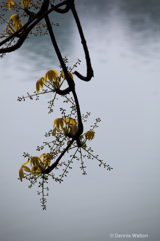 hanging branches  1 