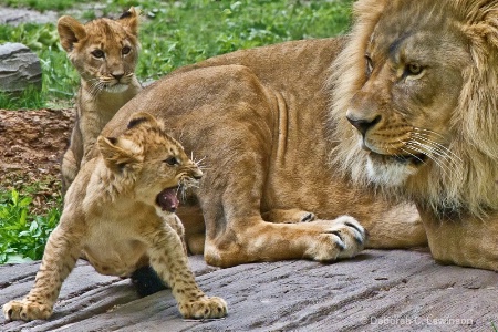 Papa with Cubs