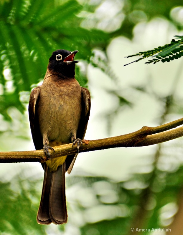 Yellow  Vented Bulbul