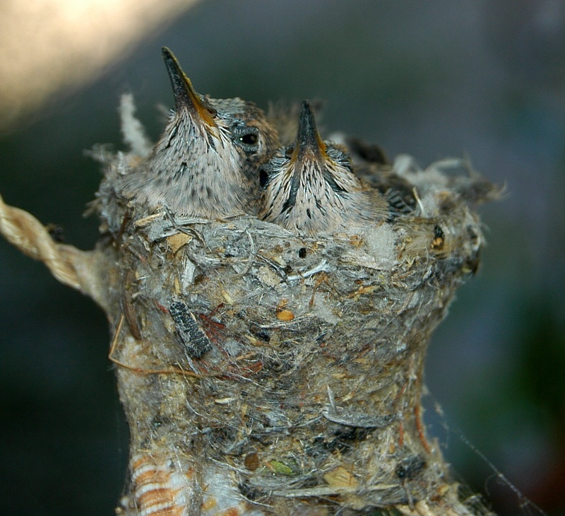 Fledgling hummingbirds