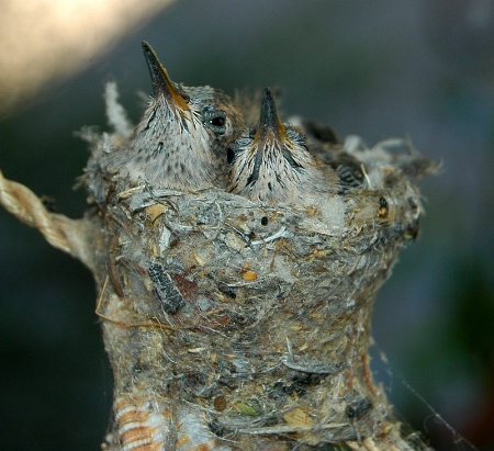 Fledgling hummingbirds